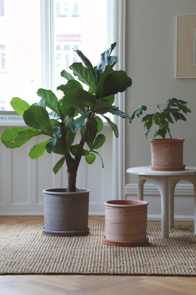Clay pottery with plants on a sisal rug in a neutral room with window ©Bergs Potter