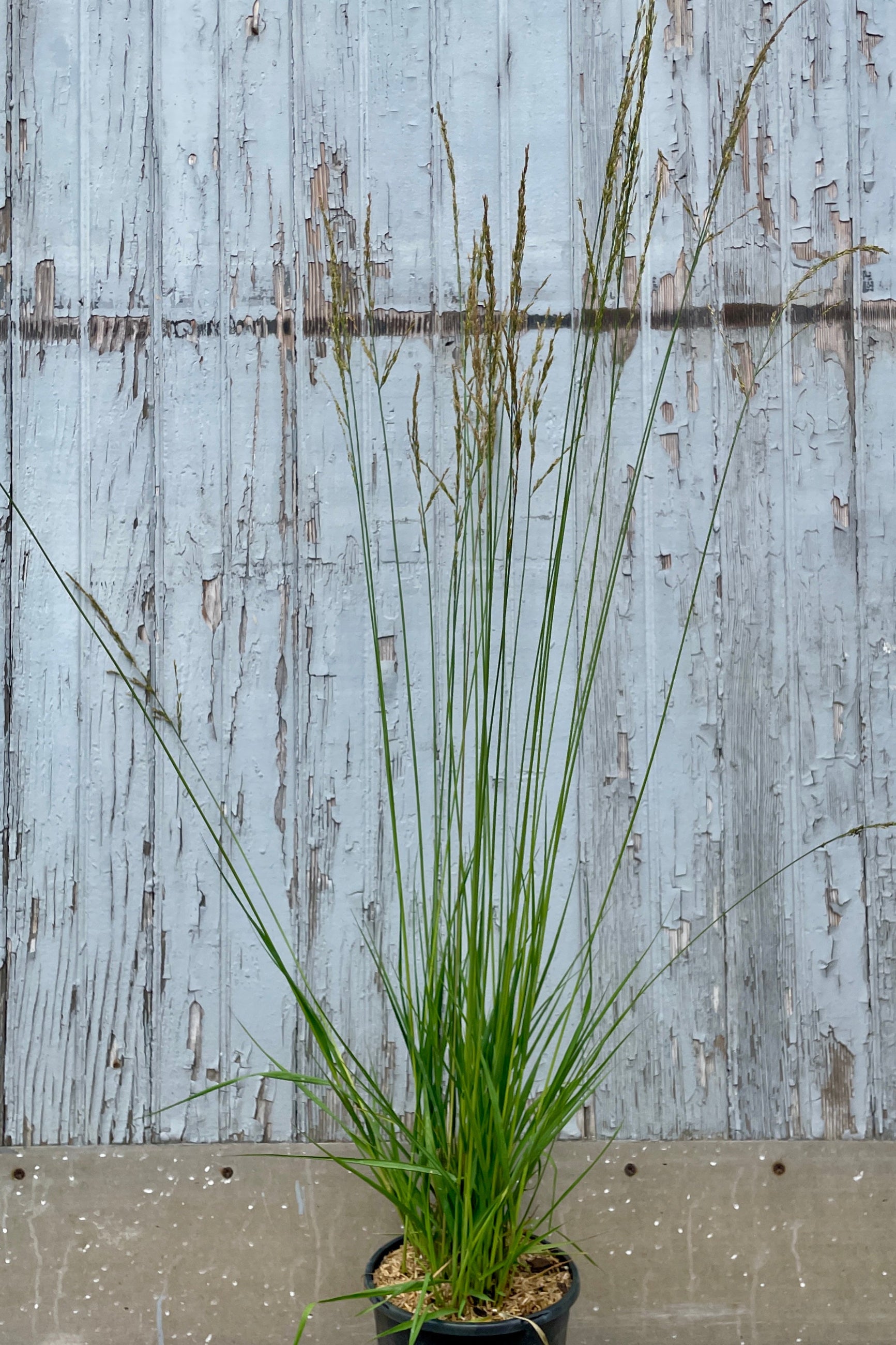 Molinia 'Moorhexe' in a #1 growers pot the end of July with its tall thing stalks and plumes. ©Sprout Home