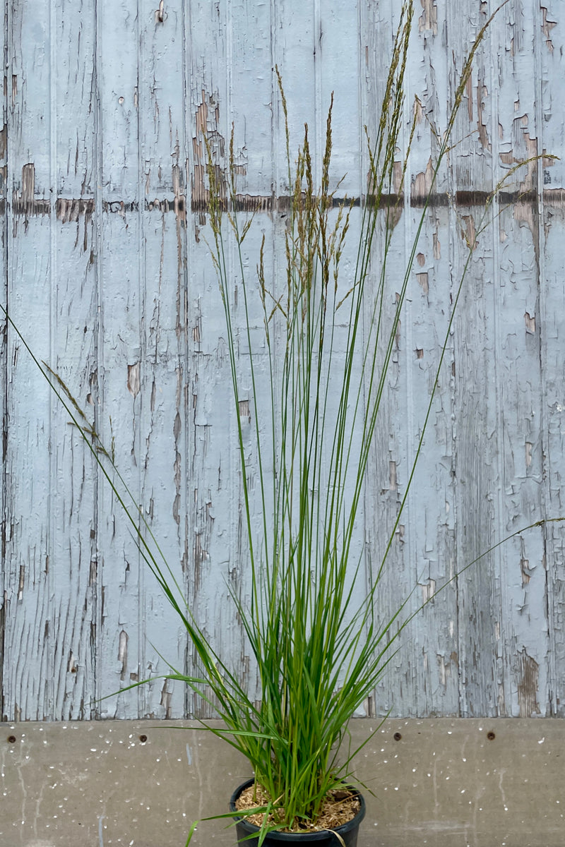 Molinia 'Moorhexe' in a #1 growers pot the end of July with its tall thing stalks and plumes.