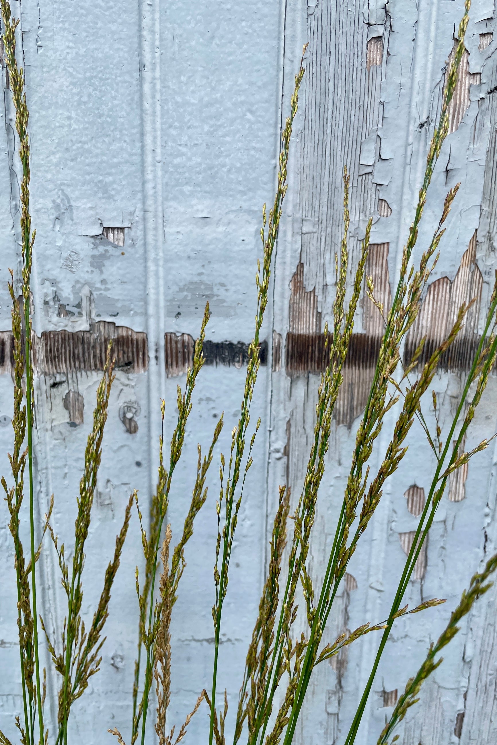 The thin blooms on top of the blades of Molinia 'Moorhexe' the end of July ©Sprout Home