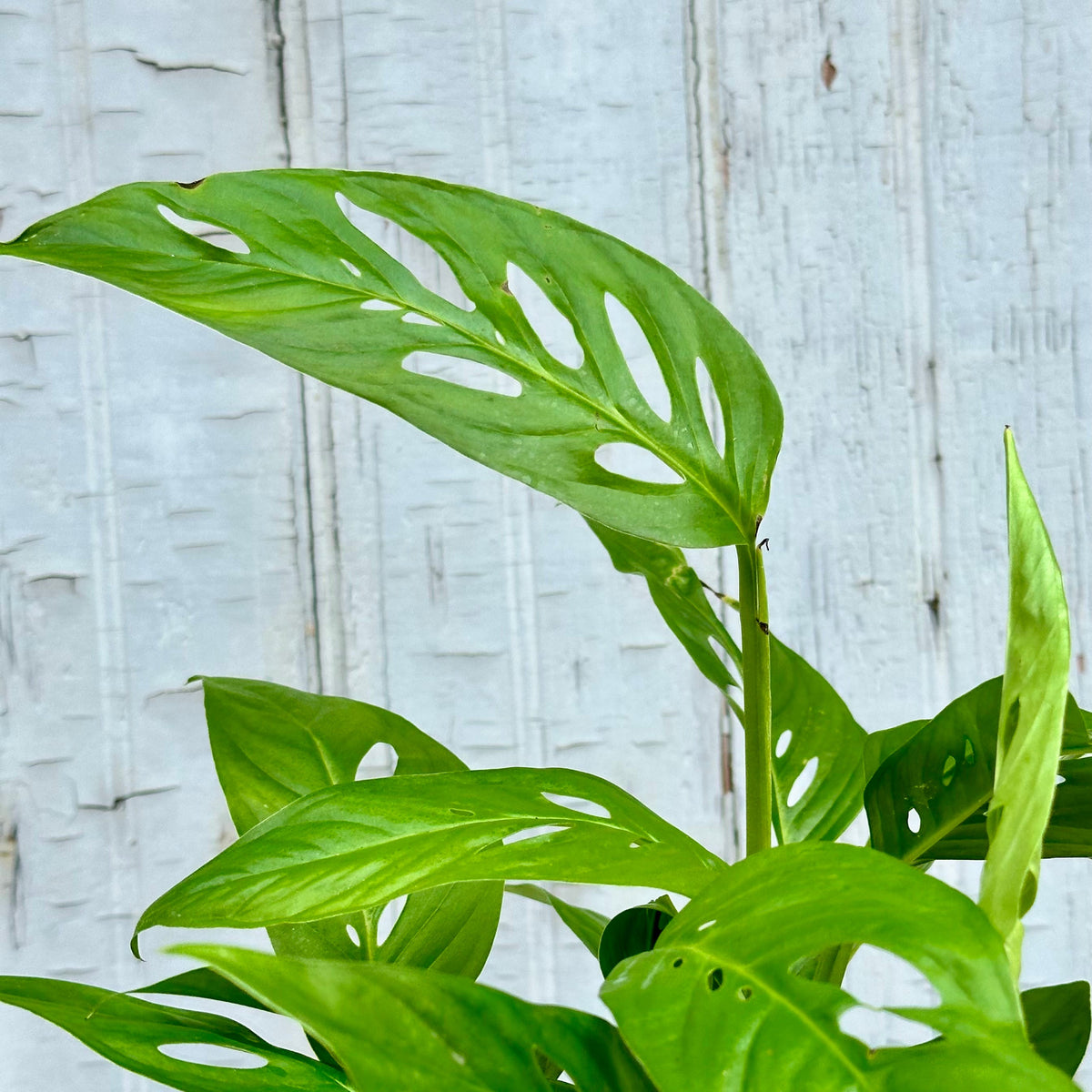 Monstera adansonii narrow form 6