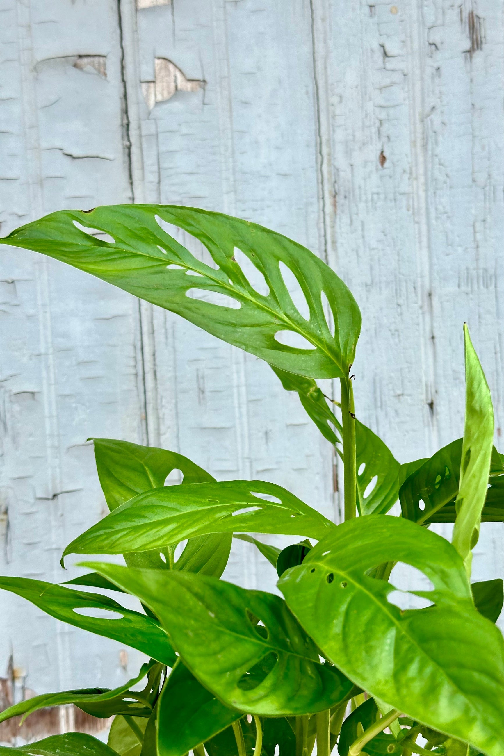 close up image of the Monstera adansonii narrow form leaves with the holes inside the green leaves.  ©Sprout Home 
