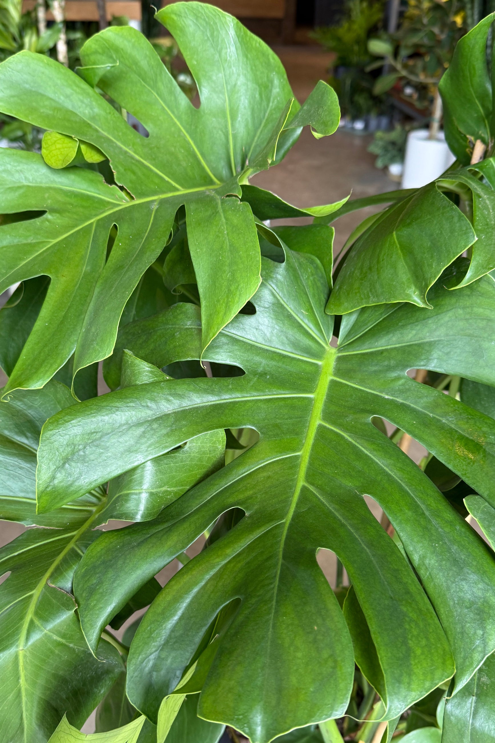 Close-up of a Monstera plant with large green leaves. ©Sprout Home