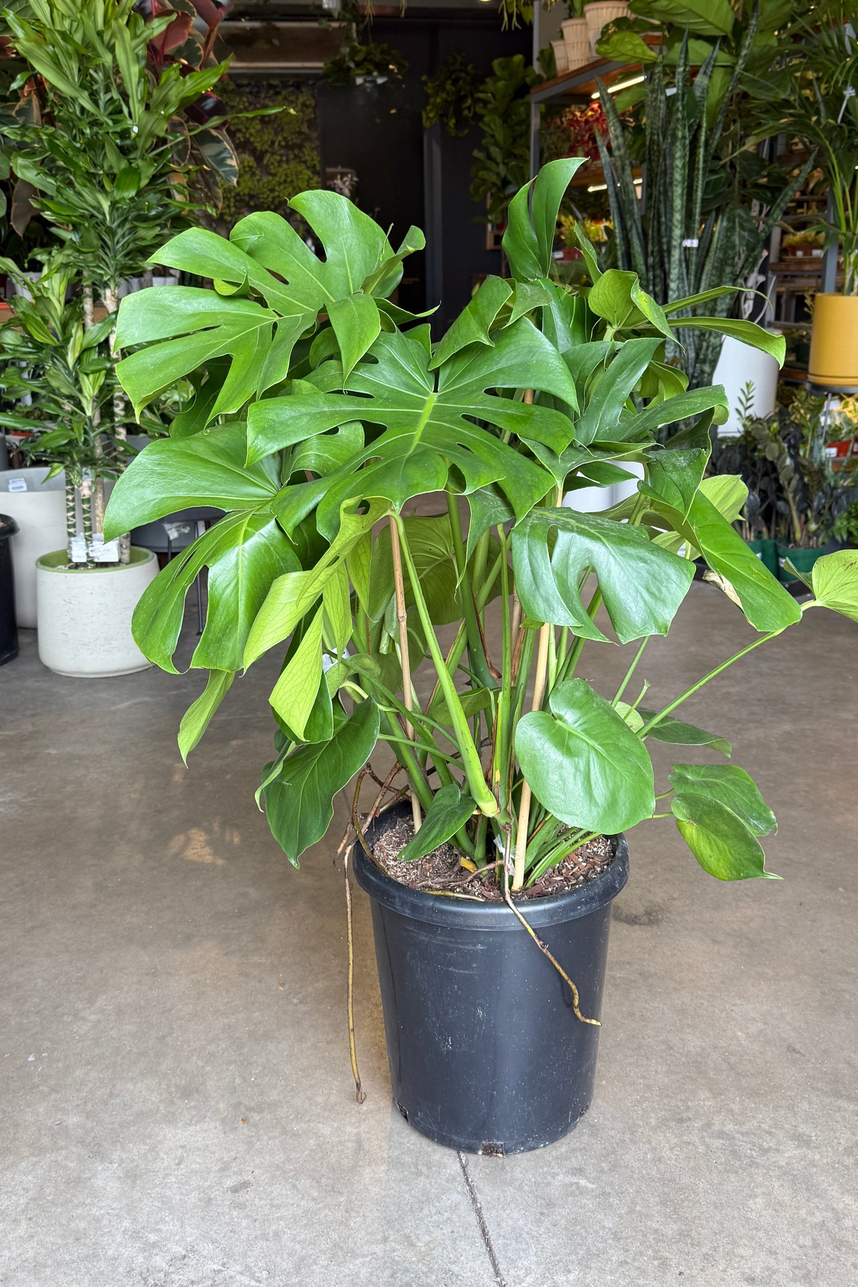Monstera deliciosa 7g" staked inside of Sprout Home ©Sprout Home