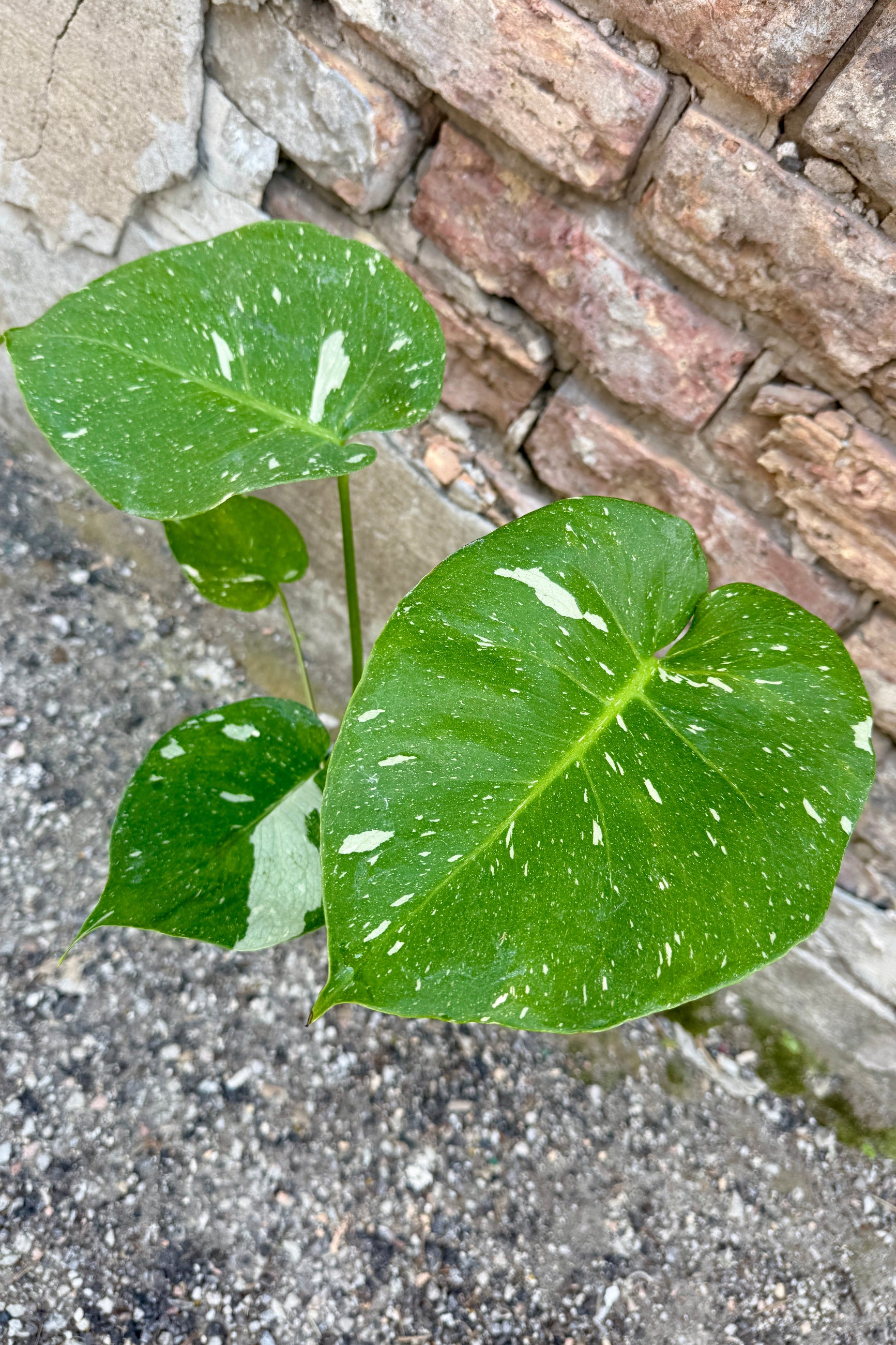 Monstera deliciosa 'Thai Constellation' Green leaves with white spots on a stone surface and brick wall background ©Sprout Home