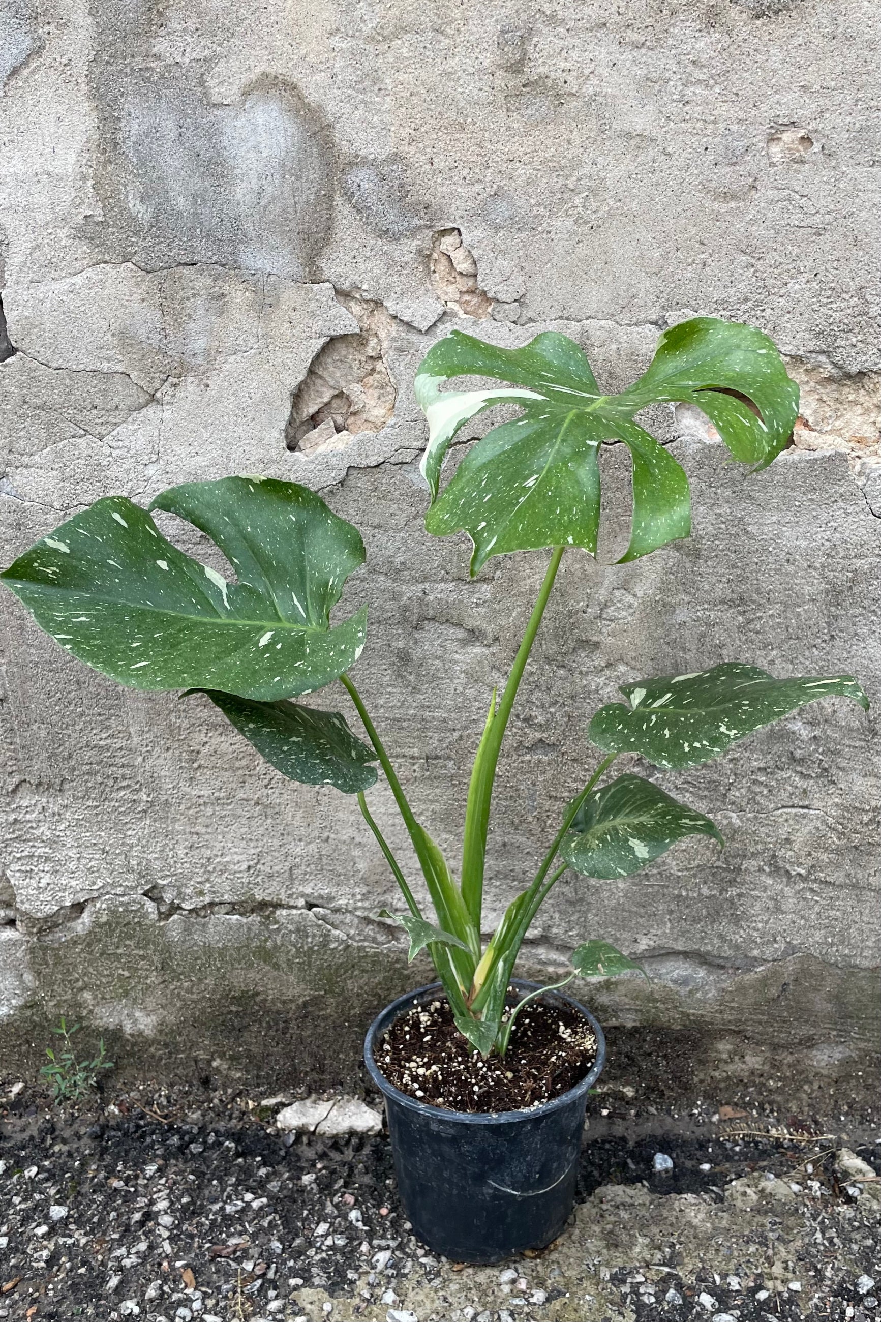 Monstera 'Thai Constellation' in a 6" growers pot showing off its large leaves with green and cream variegation.  ©Sprout Home