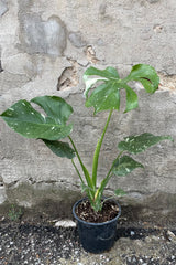 Monstera 'Thai Constellation' in a 6" growers pot showing off its large leaves with green and cream variegation. 