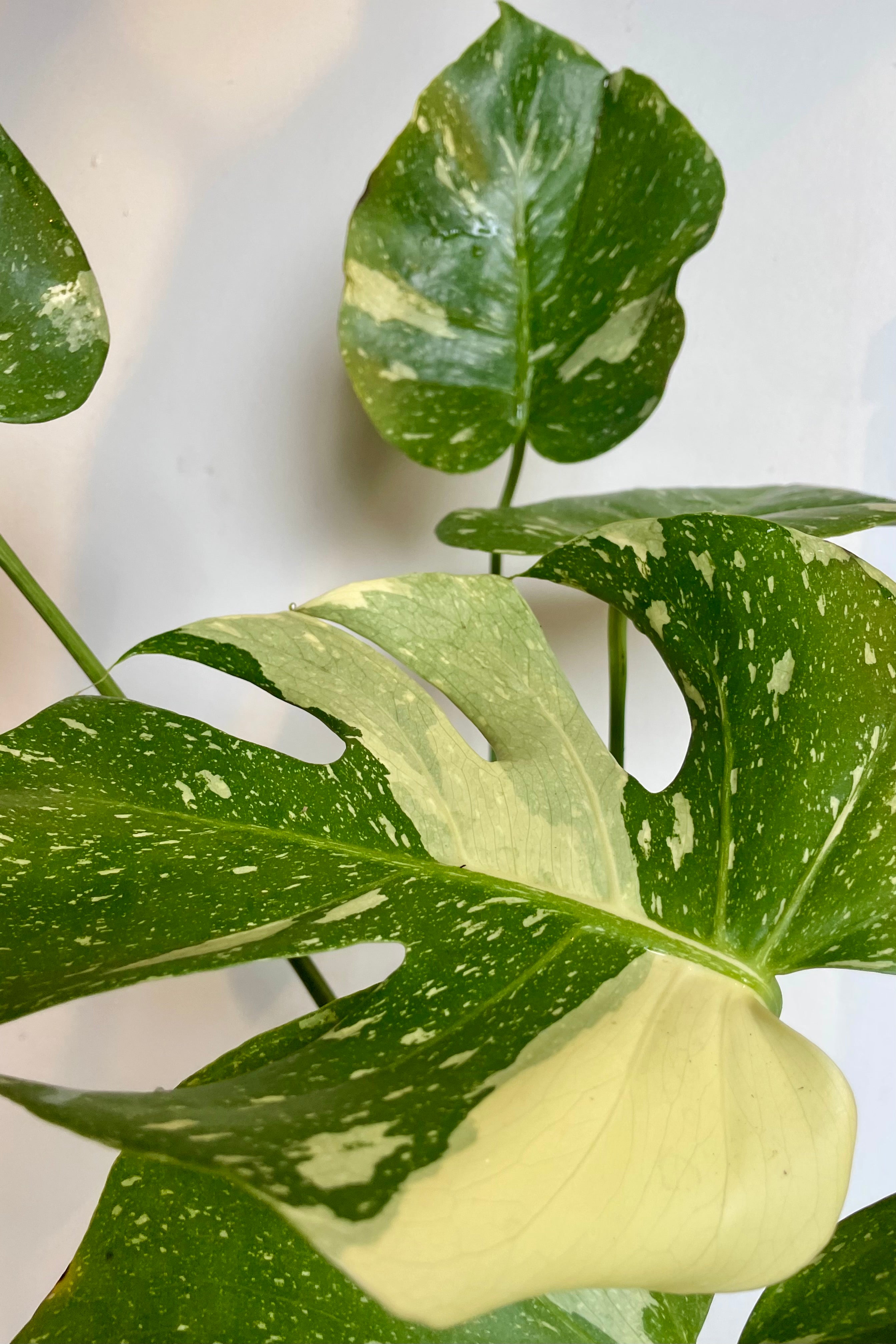 Monstera 'Thai Constellation' close of the large heart shaped leaf with green and cream variegation