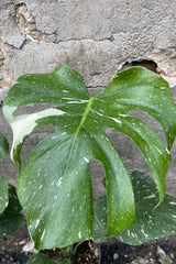 Monstera 'Thai Constellation' close of the large heart shaped leaf with green and cream variegation