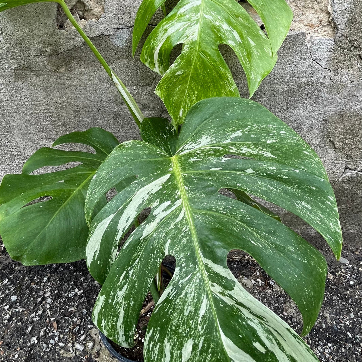 Monstera deliciosa 'Variegata' 6