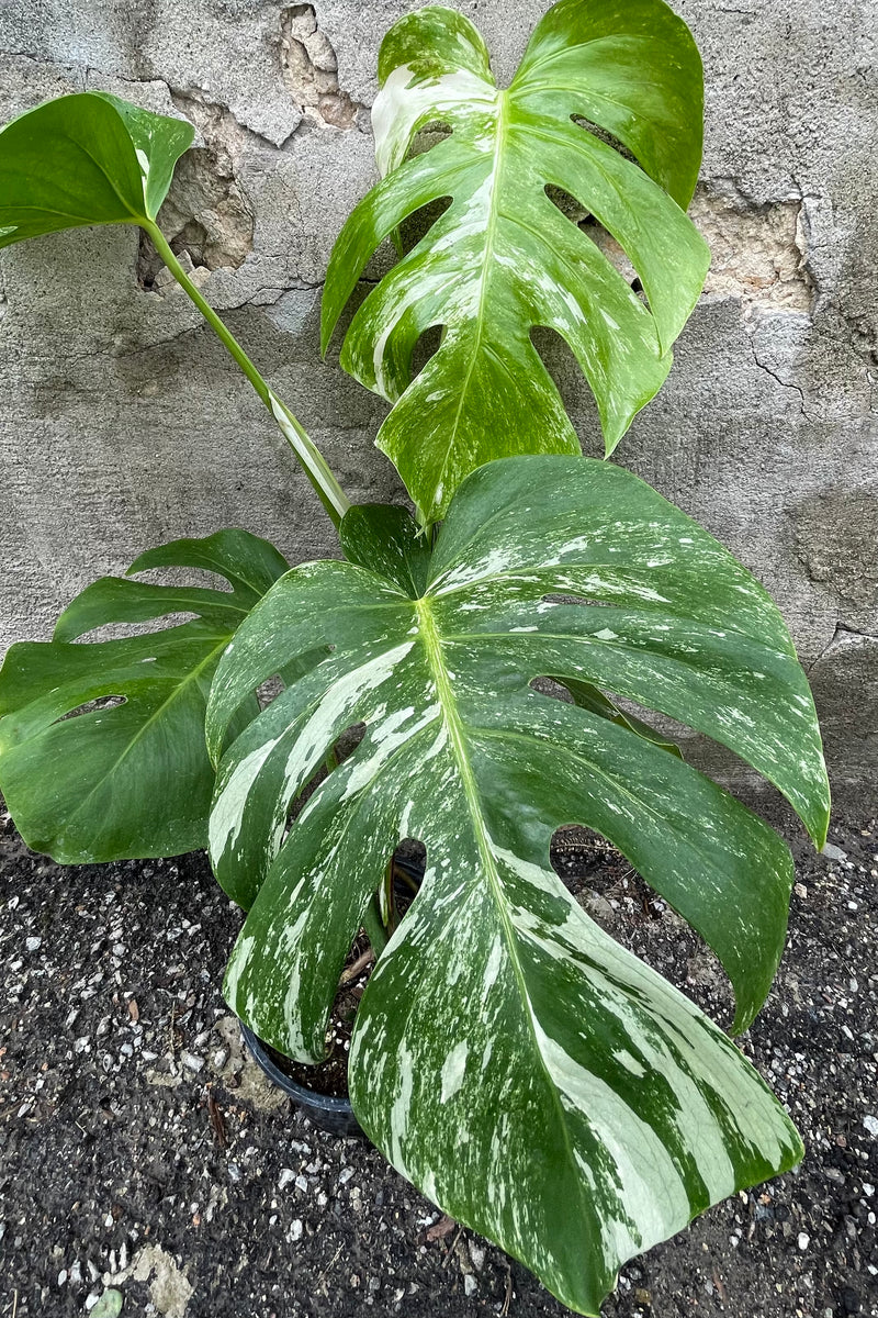 Detail picture of the huge variegated leaves of the Monstera 'Variegata'