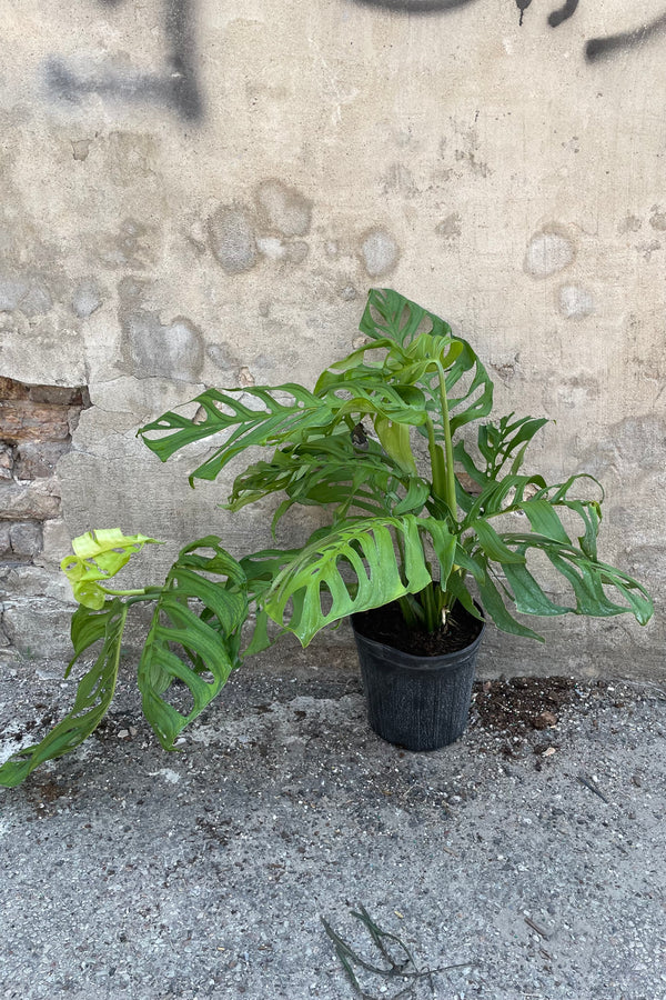 Monstera 'Esqueleto' in a 10" growers pot showing off its holes in the leaves.