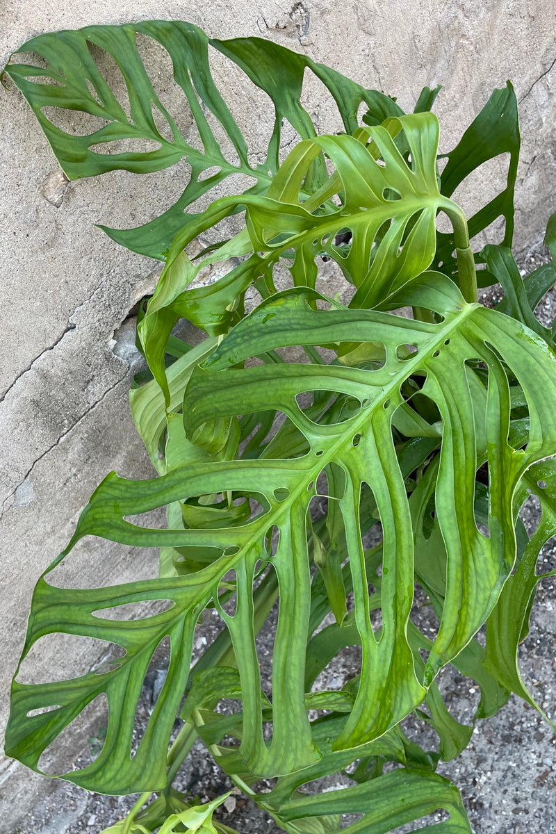 Detail picture of the leaves with huge striations of empty space on the Monstera 'Esqueleto'