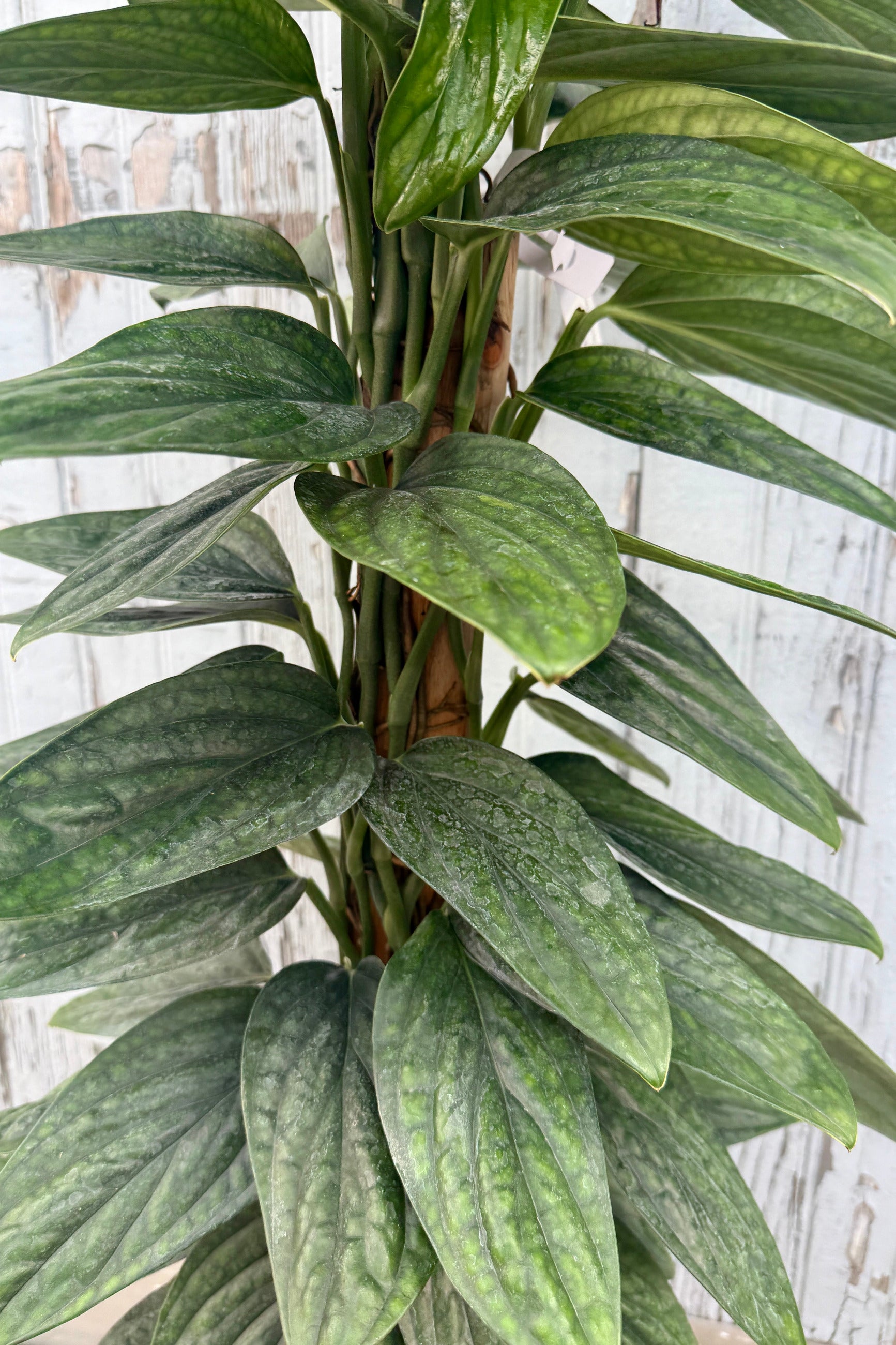 A close-up of a Monstera karstenianum 'Peru' totem with glossy, variegated green leaves, growing vertically against a light weathered wood plank background. ©Sprout Home