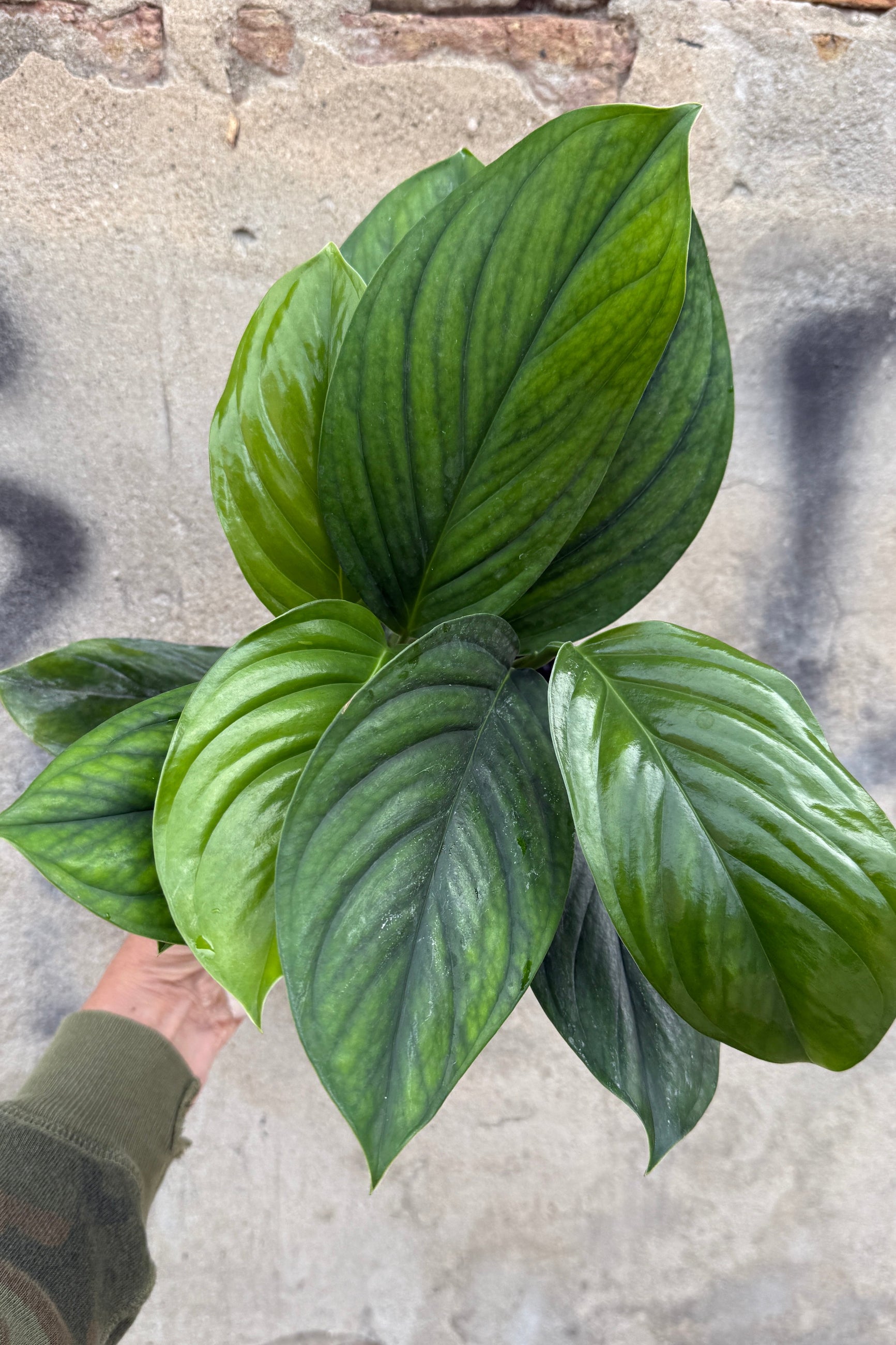 Large green leafy Monstera pinnatipartita 'Black Onyx' plant held against a textured wall background ©Sprout Home