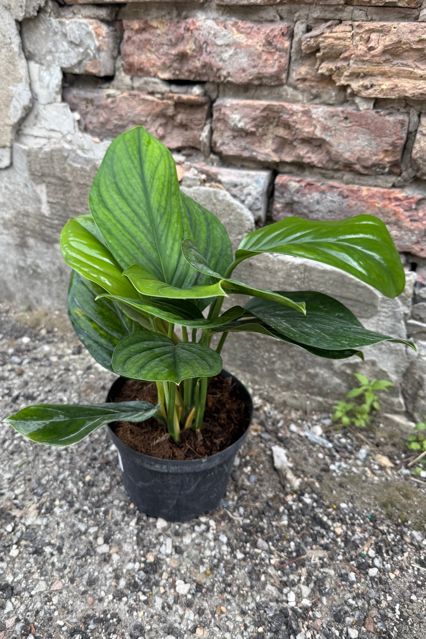 Monstera pinnatipartita 'Black Onyx' potted in a 6" growers pot in front of a stone wall ©Sprout Home