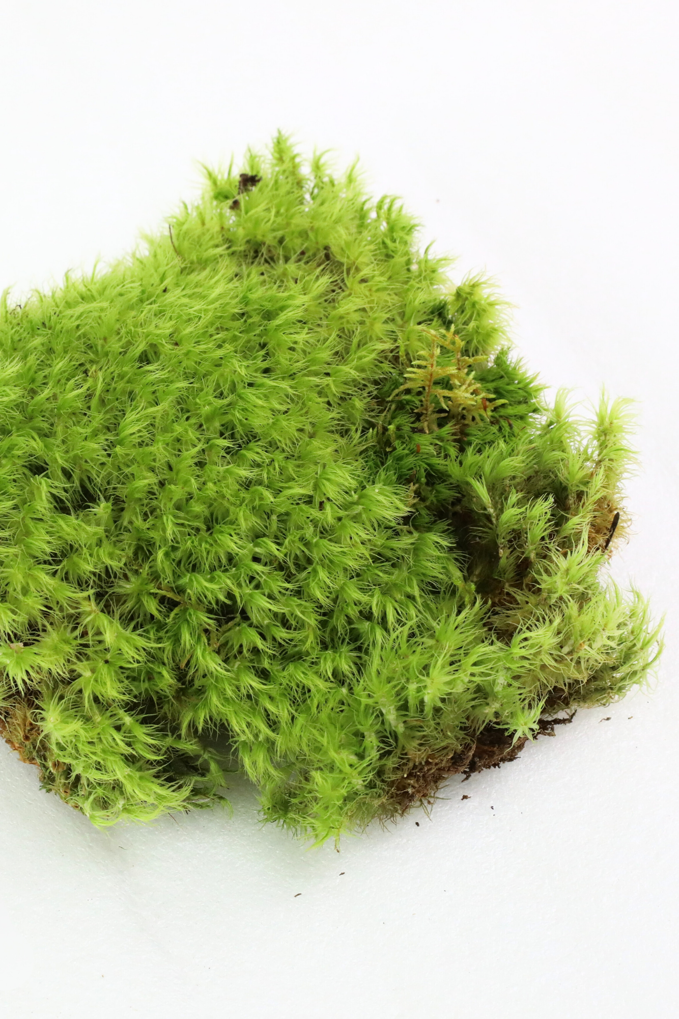 Photo of green Dicranum scoparium mood moss piece on a white background ©Sprout Home