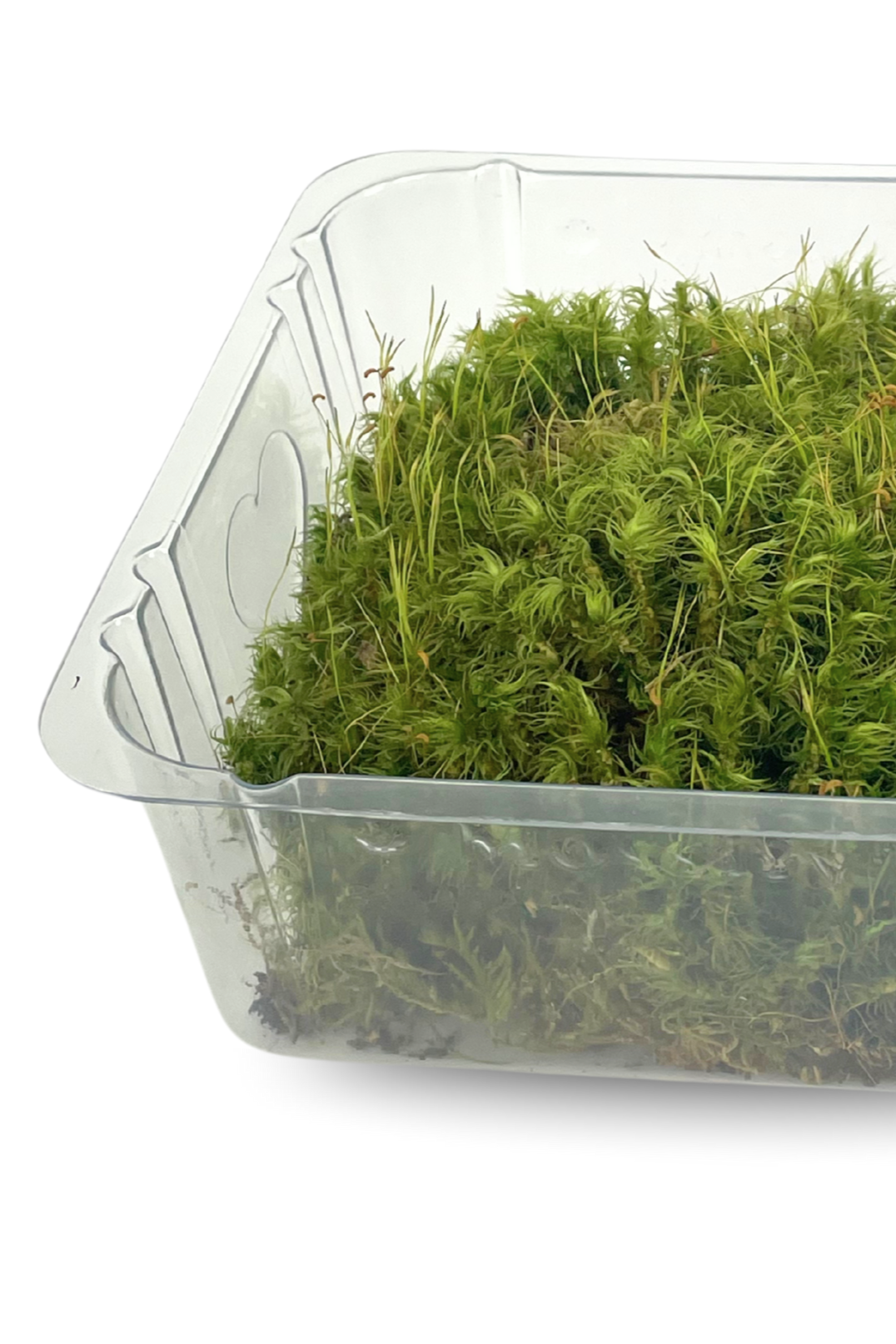 Photo of Modd Moss Revita-Moss Dicranum scoparium in its plastic tray on a white background ©Sprout Home