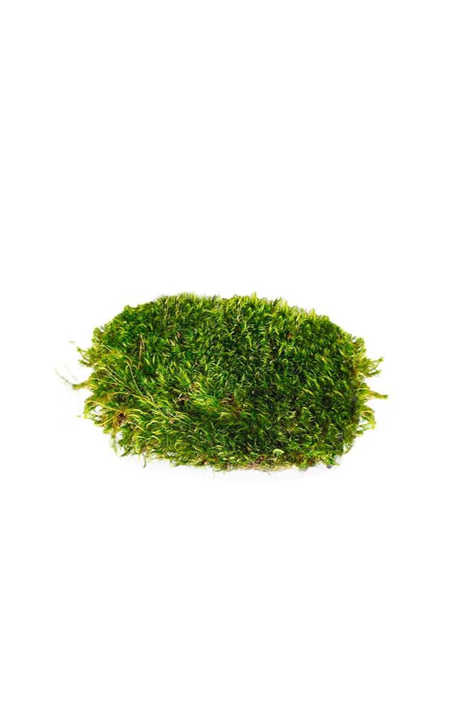 Clump of Preserved Mood Moss by Supermoss.