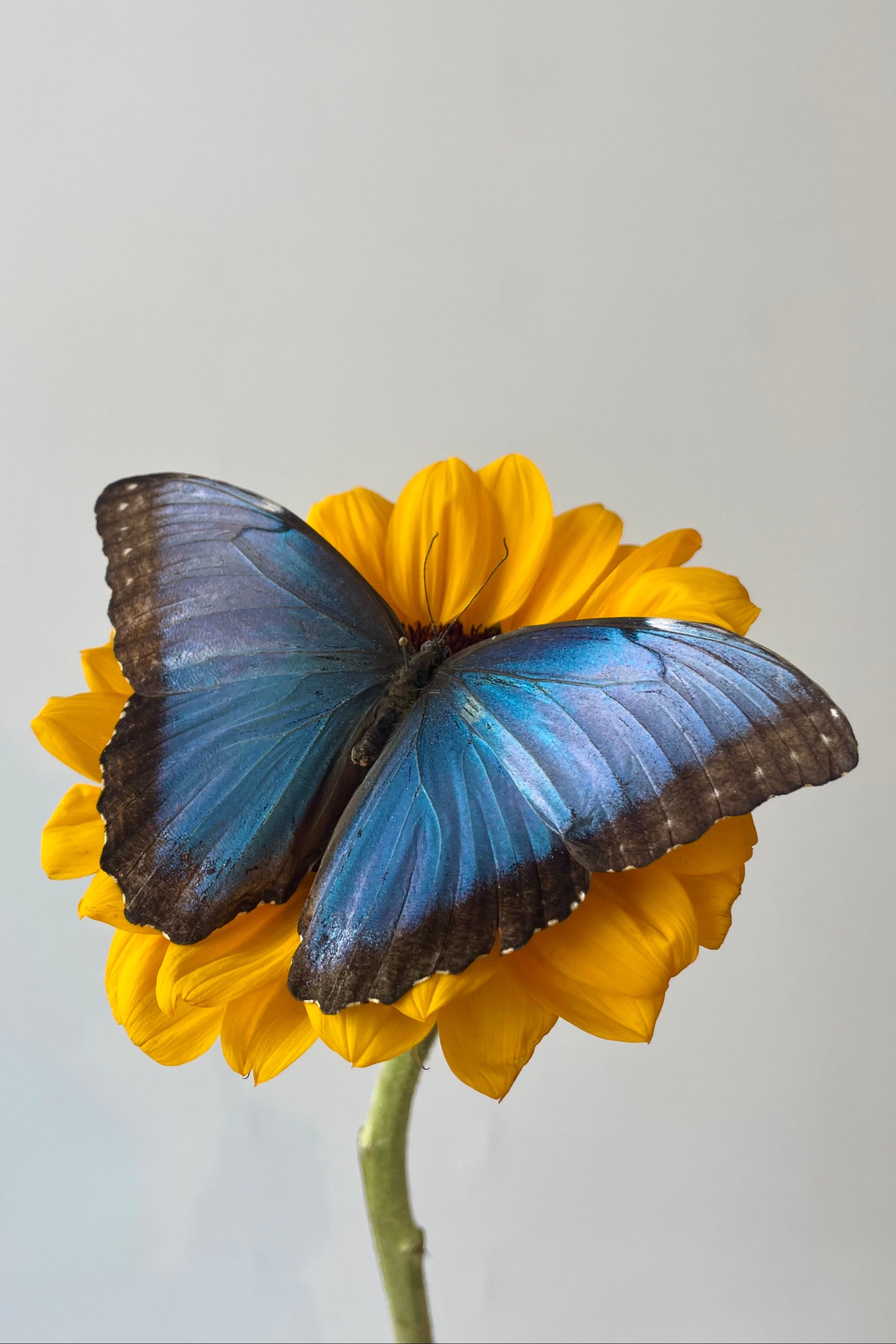 A blue butterfly on a yellow flower ©Sprout Home