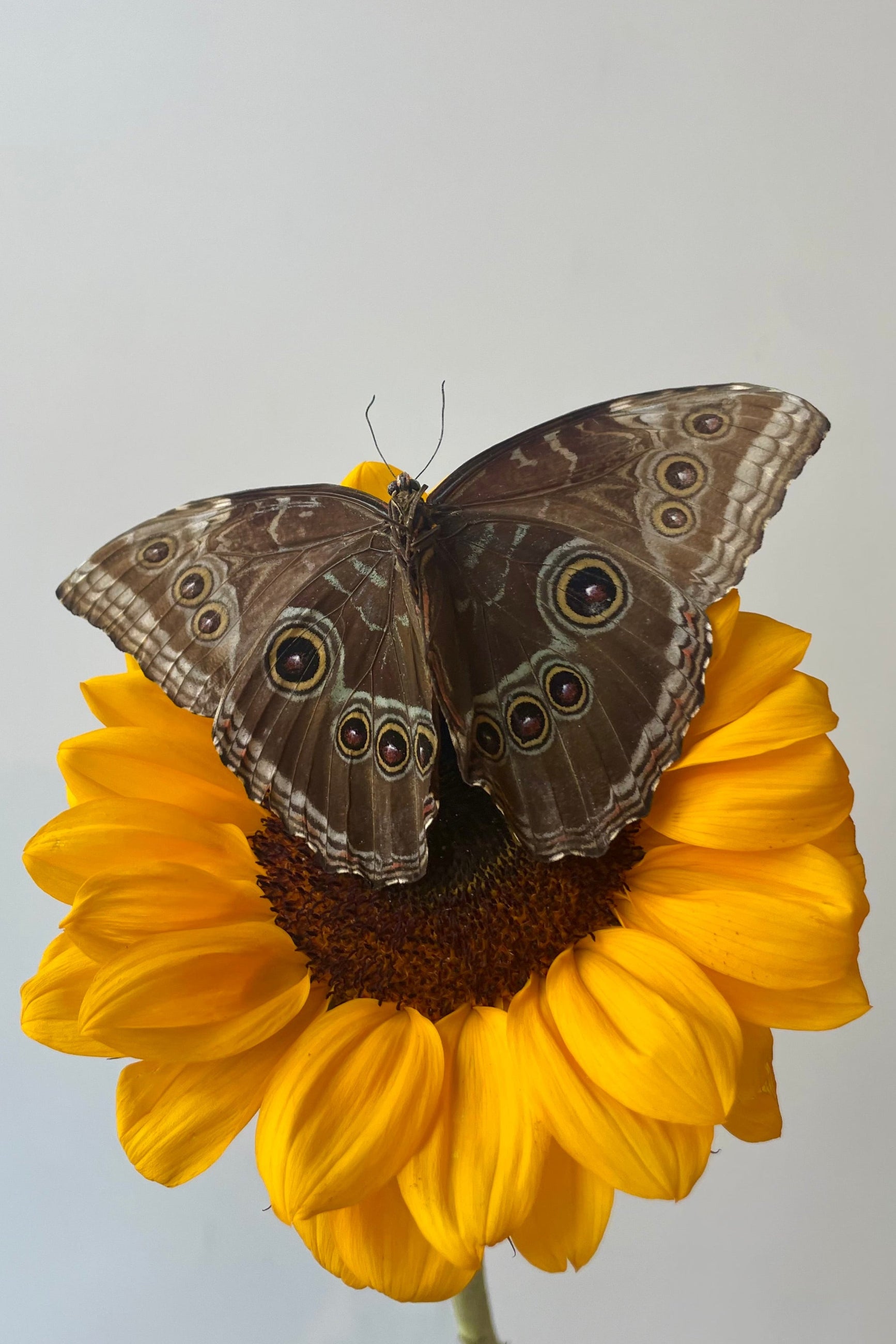 the "owl eye" pattern of butterfly wings on a yellow flower ©Sprout Home