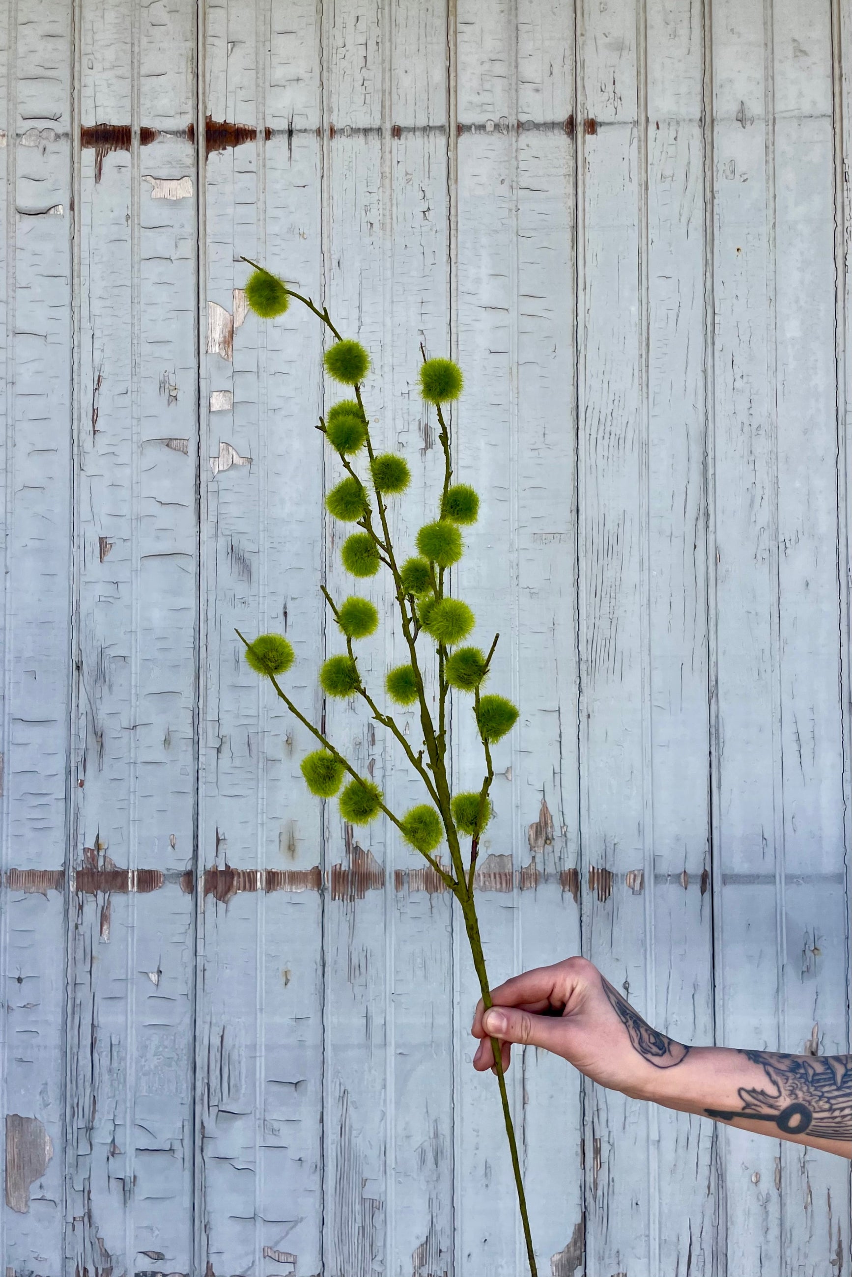 Photo of a hand holding a spray of moss balls on stems in front of a gray wall. The branching stems hold fuzzy green moss-like details. ©Sprout Home