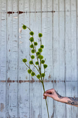 Photo of a hand holding a spray of moss balls on stems in front of a gray wall. The branching stems hold fuzzy green moss-like details.