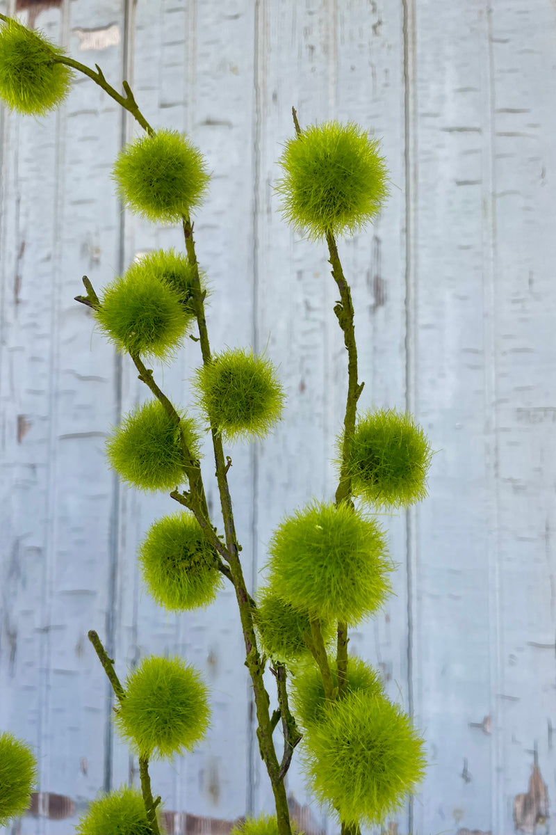 A close up photo of a spray of moss balls on stems in front of a gray wall. The branching stems hold fuzzy green moss-like details.