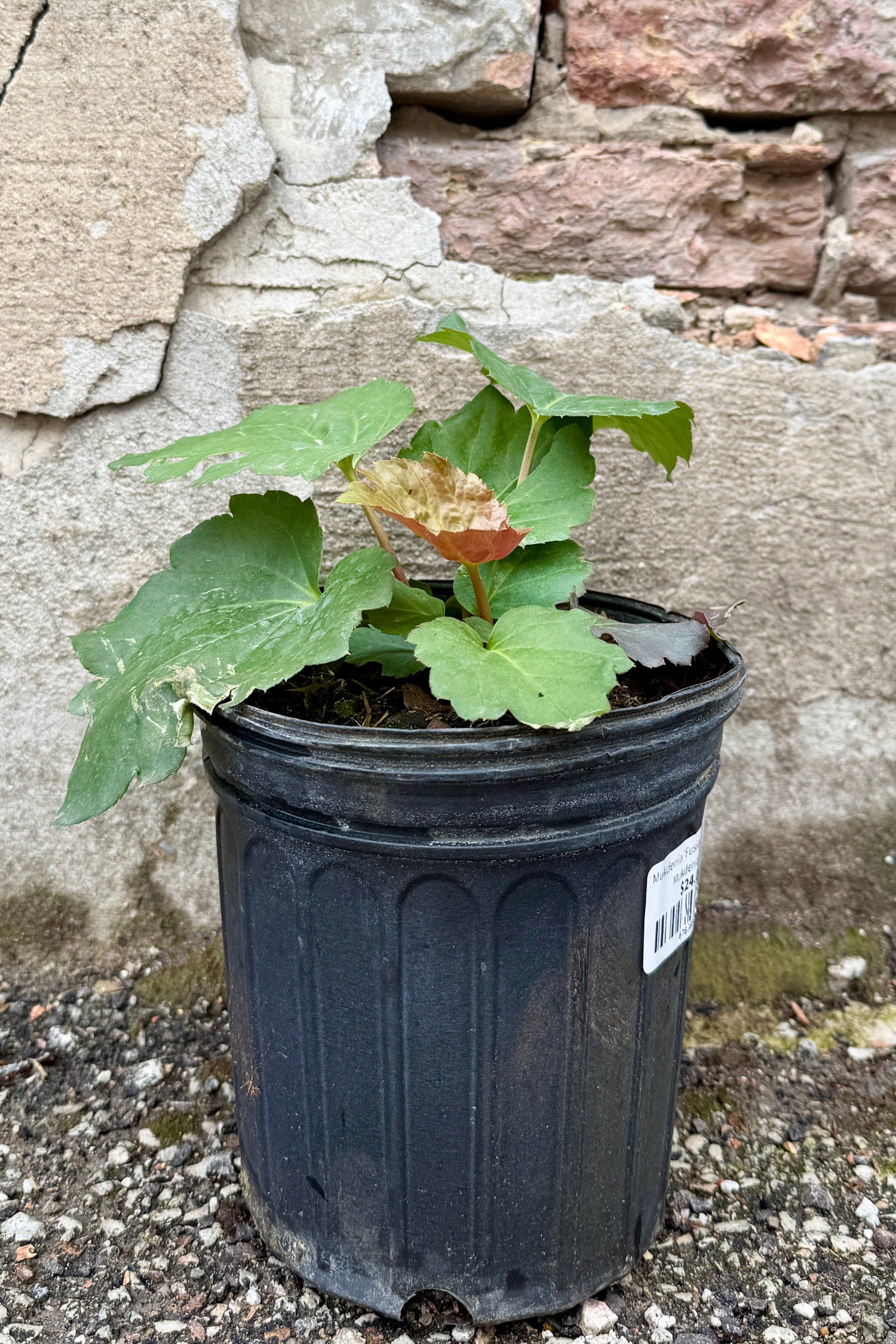 Mukdenia 'Fusion of Fire'  plant in a #1 growers pot the end of April  in front of a stone wall ©Sprout Home