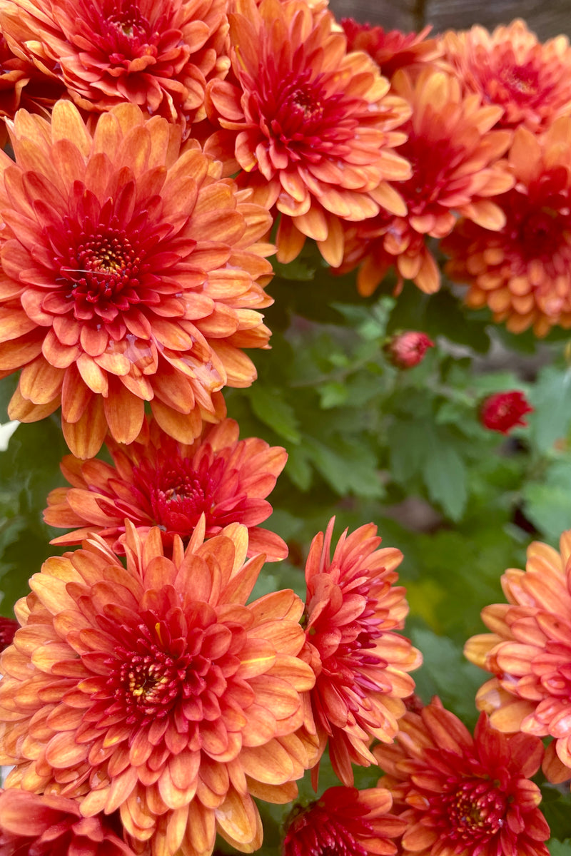 Detail picture of the striking orange flowers of 'Conaco Orange' mum at Sprout Home. 
