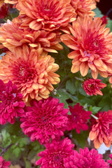 A group picture of orange and red mums up close. 