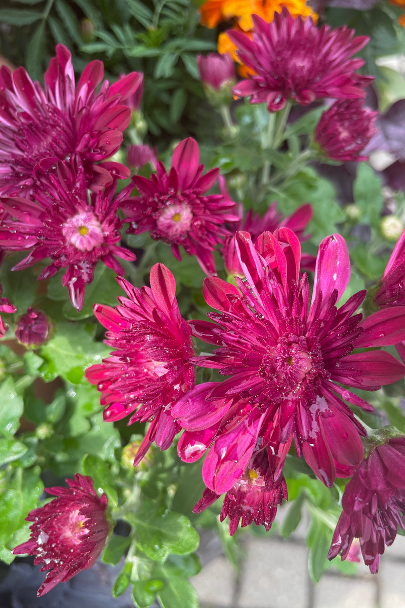 'Lucky Purple' mum in bloom and up close showing the magenta purple flowers the beginning of September in the Sprout Home yard. 