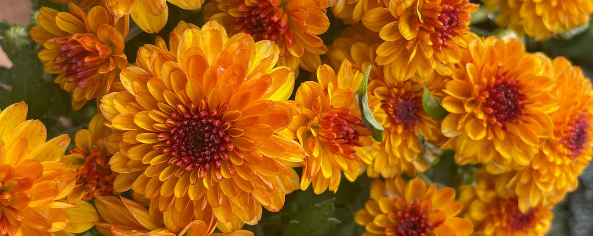 Detail of orange chrysanthemums ©Sprout Home 