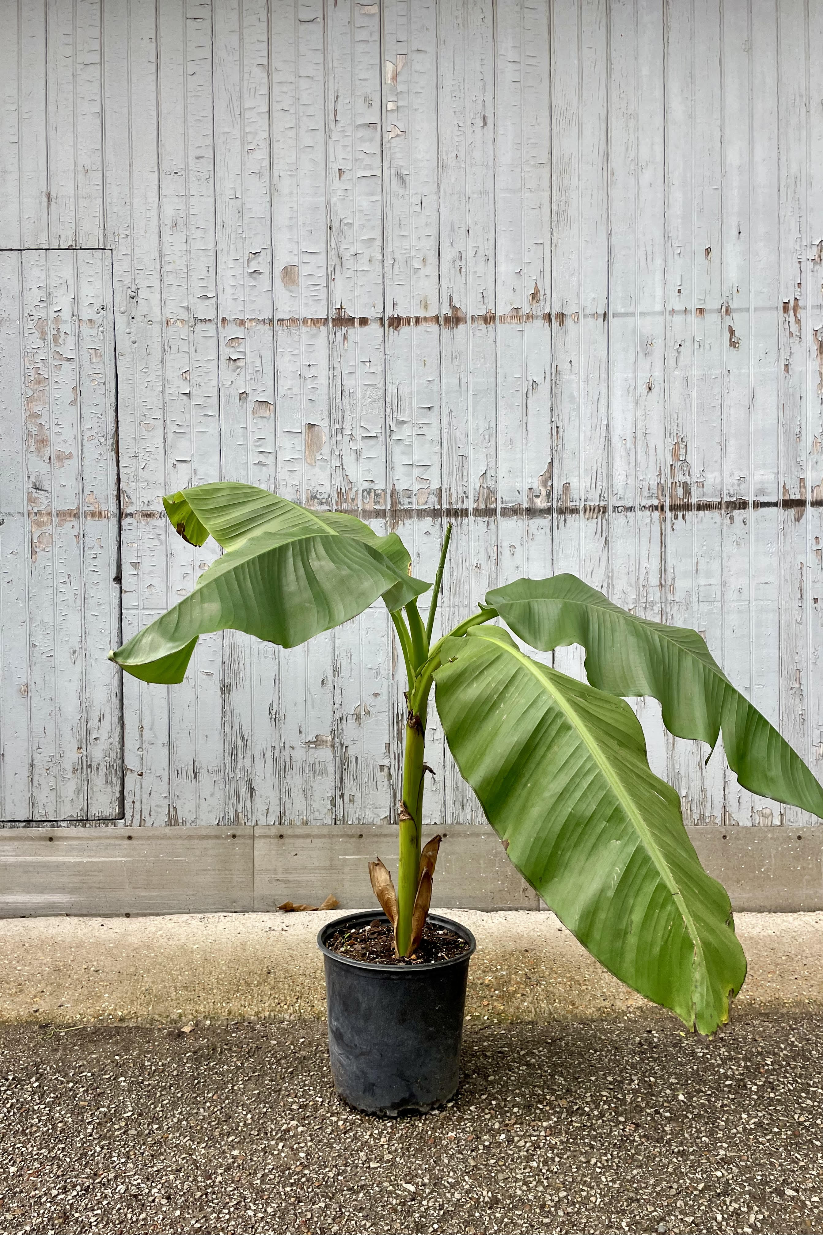 Photo of a Basjoo Banana in a black pot against a gray wall. The plant has large broad leaves that are light green in color growing on an elongated stem / stalk.
