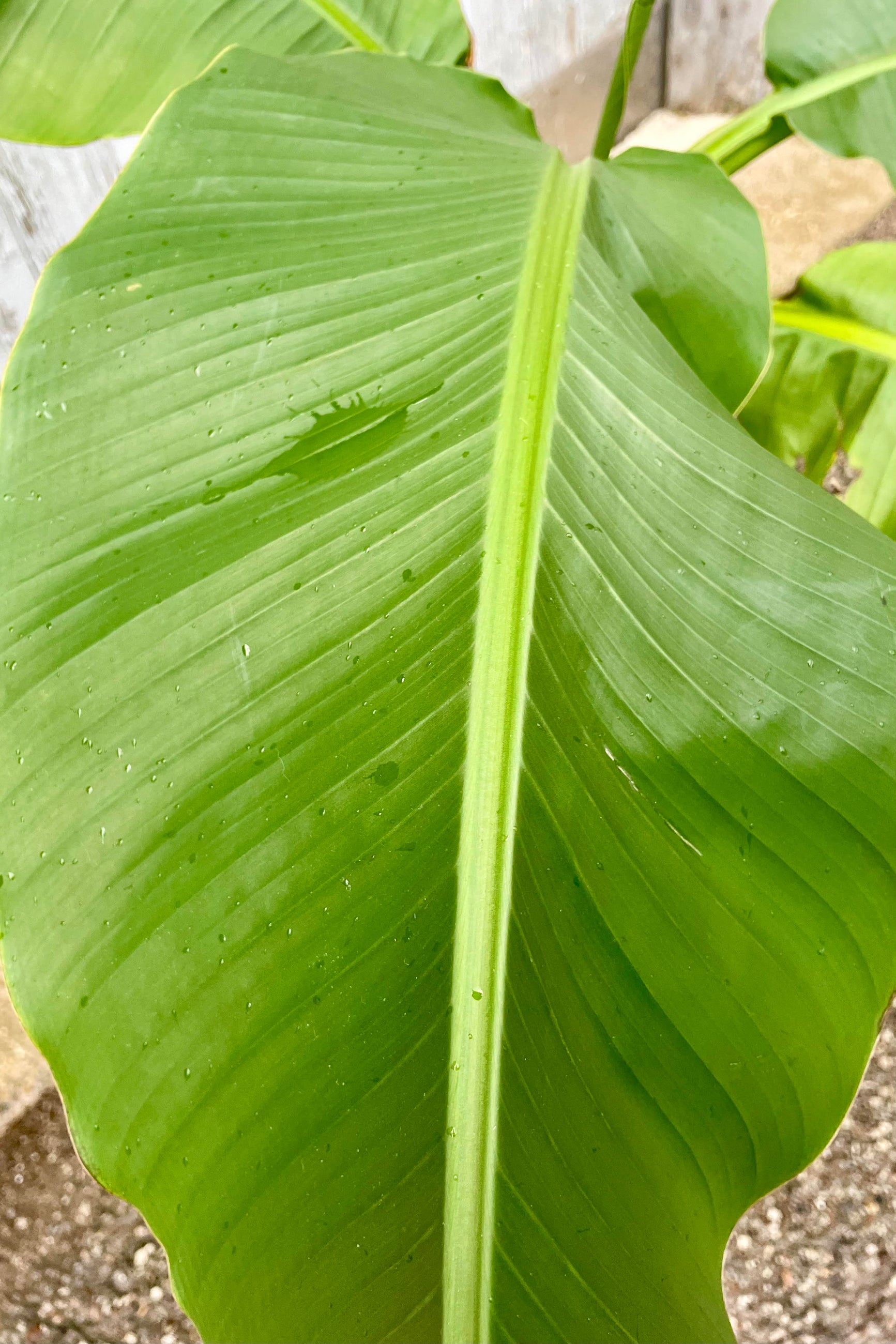 Close photo of a Basjoo Banana plant leaf showing the broad shape and large central vein of the bright green leaf. ©Sprout Home