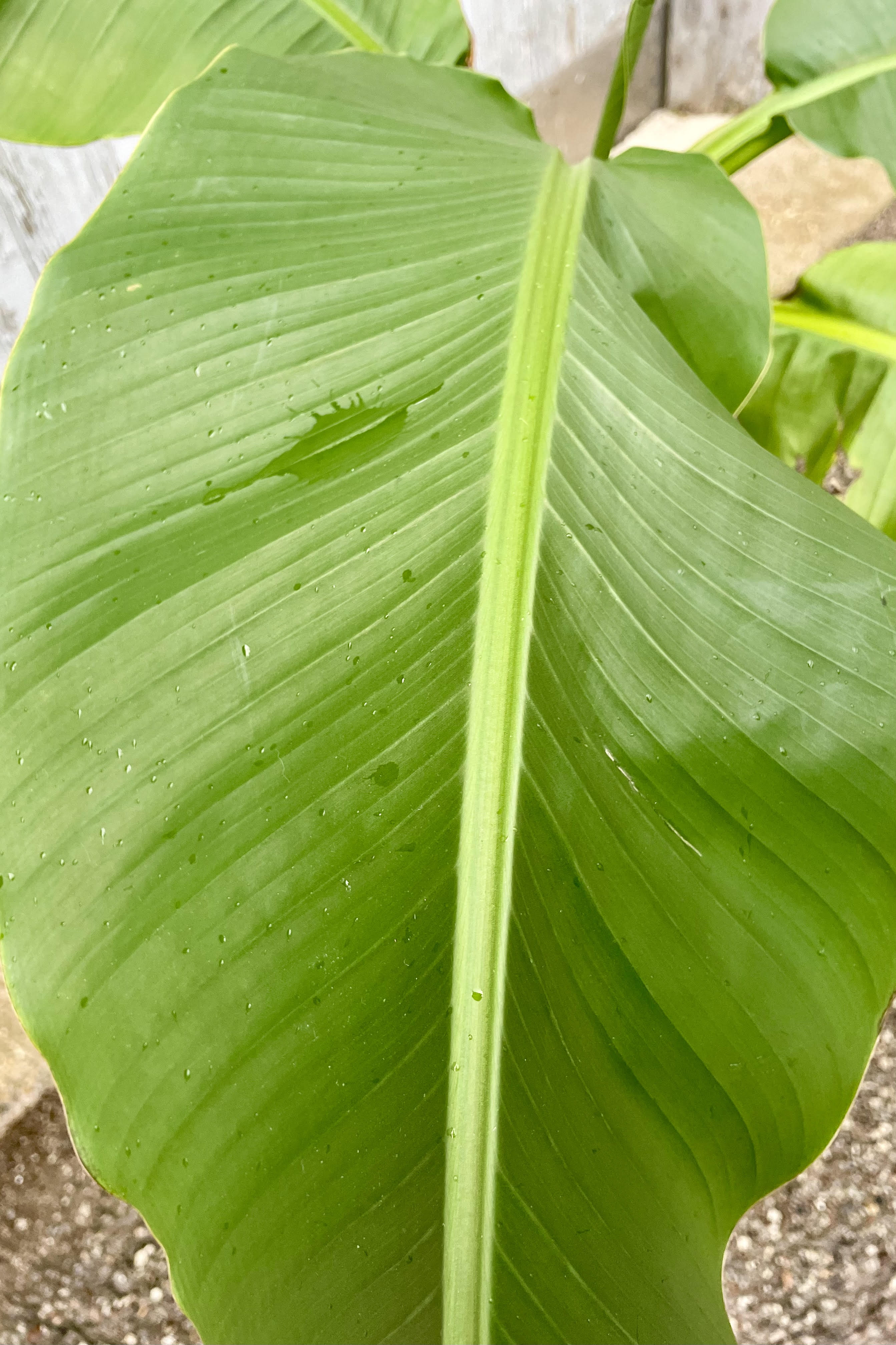 Close photo of a Basjoo Banana plant leaf showing the broad shape and large central vein of the bright green leaf.