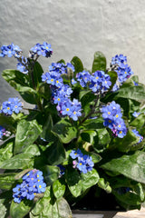 'Victoria Blue' Myosotis the very beginning of May showing up close the bright blue cute flowers.