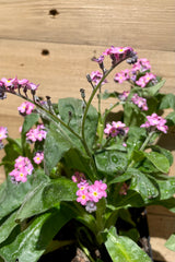 a detail picture of the sweet pink flowers on top of green leaves the beginning of May on the Myosotis 'Victoria Rose'