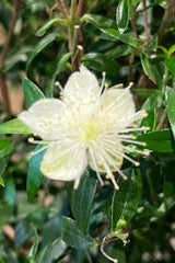 The white and slight yellow bloom of the Myrtus communis "Myrtle"