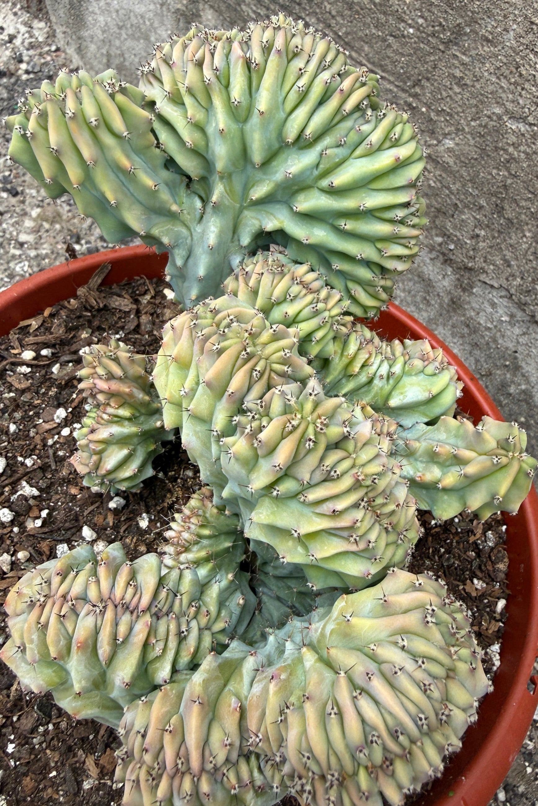 Myrtillocactus geometrizans cristata plant up close in a pot on a concrete surface ©Sprout Home