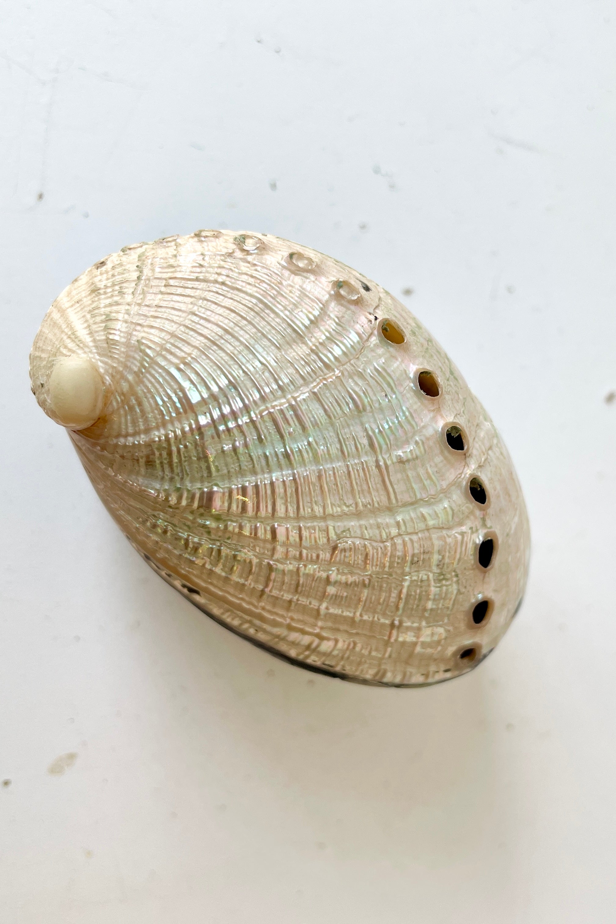 Shell trinket box small with the top shell shown from above. 