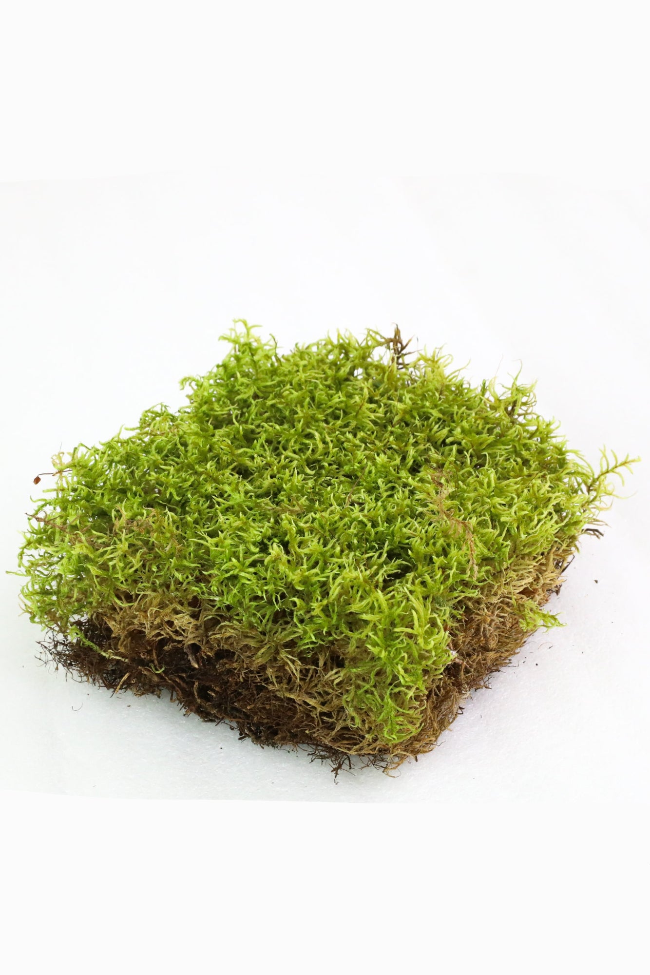 Square piece of green moss on a white background ©Mossify