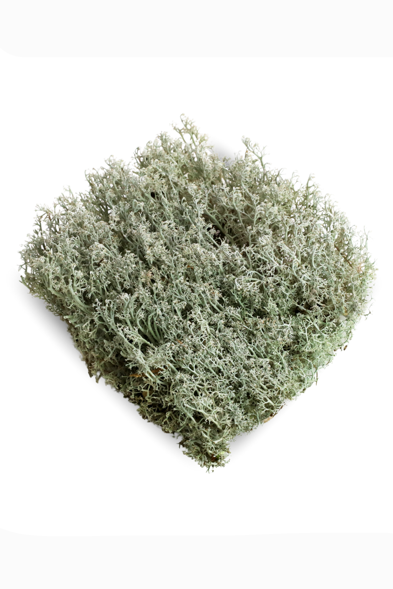 Photo of a piece of Lichen Moss (Cladonia rangiferina) Revita-Moss on a white background ©Mossify