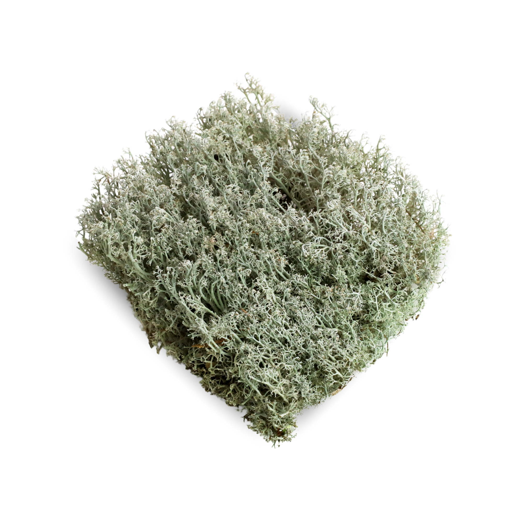 Photo of a piece of Lichen Moss (Cladonia rangiferina) Revita-Moss on a white background ©Sprout Home