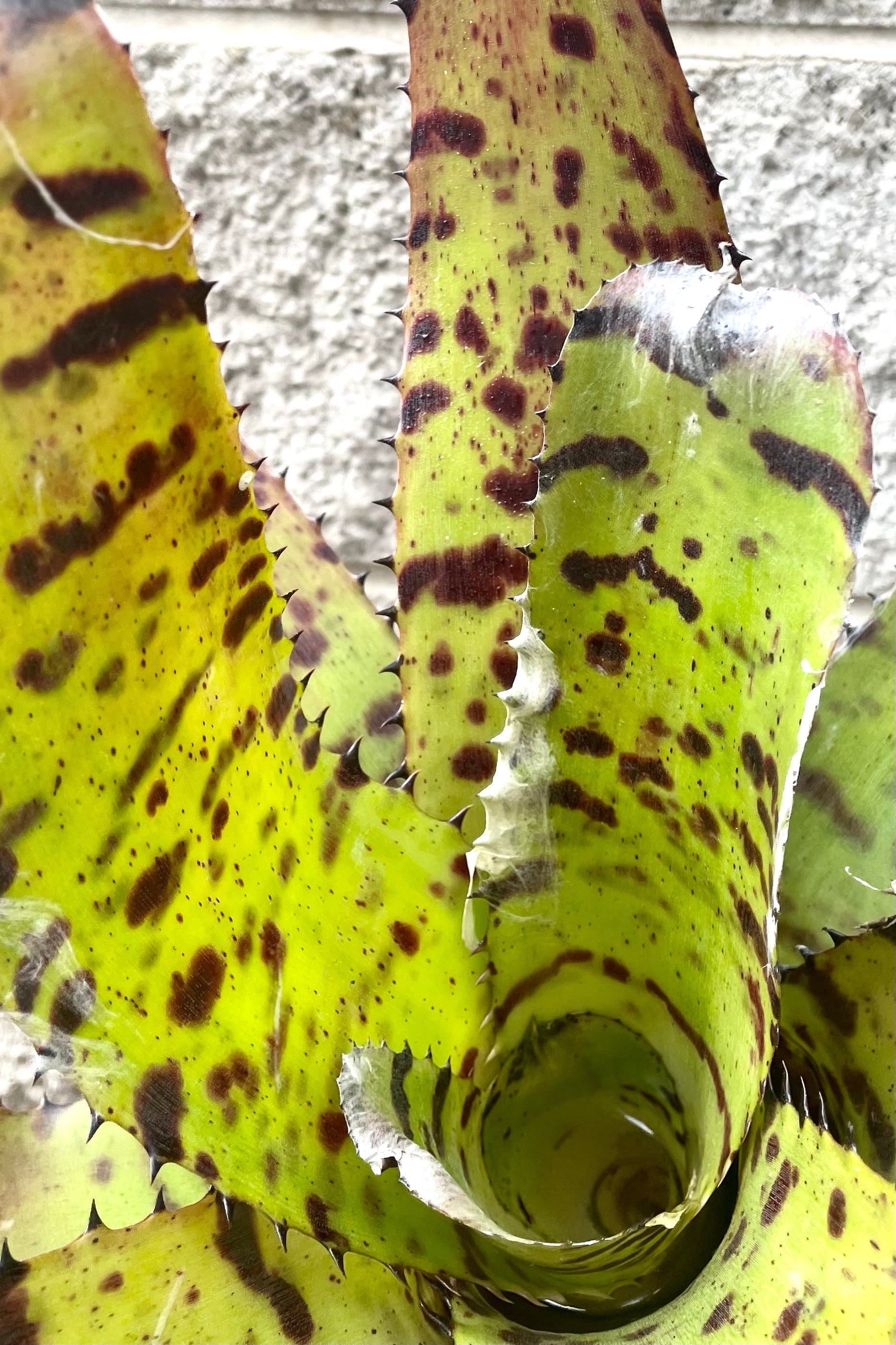 An overhead detailed view of Neoregelia carcharodon 'Tiger' 6" against concrete backdrop