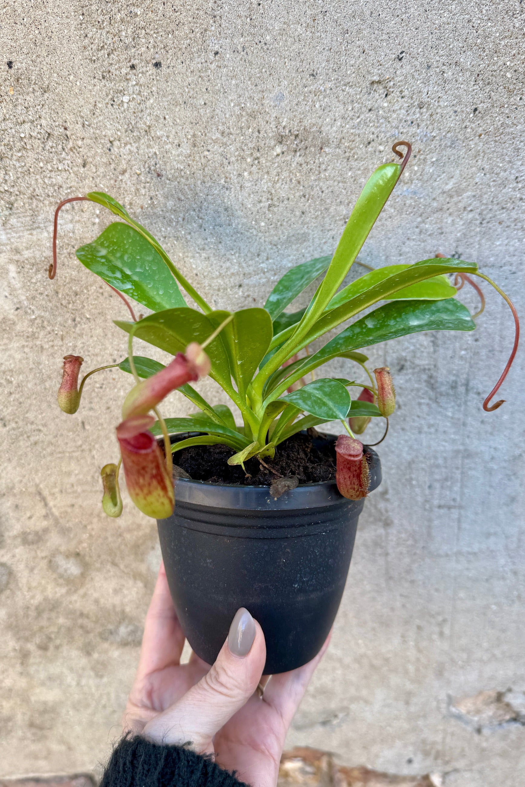 Nepenthes sp. "Pitcher Plant" 4" with green leaves and reddish-brown tubular pitchers, held in a hand against a concrete wall background. ©Sprout Home