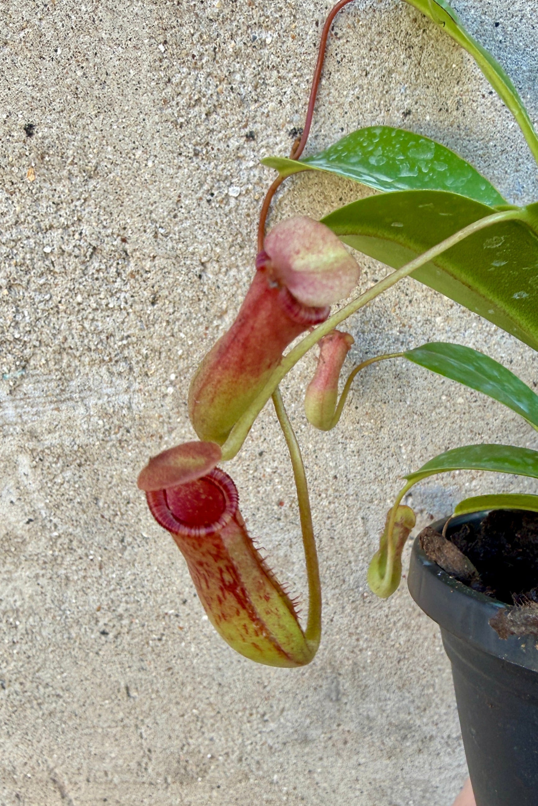 A potted Nepenthes sp. "Pitcher Plant" with green leaves and hanging pitcher traps showing reddish-brown markings, photographed against a textured concrete wall. ©Sprout Home