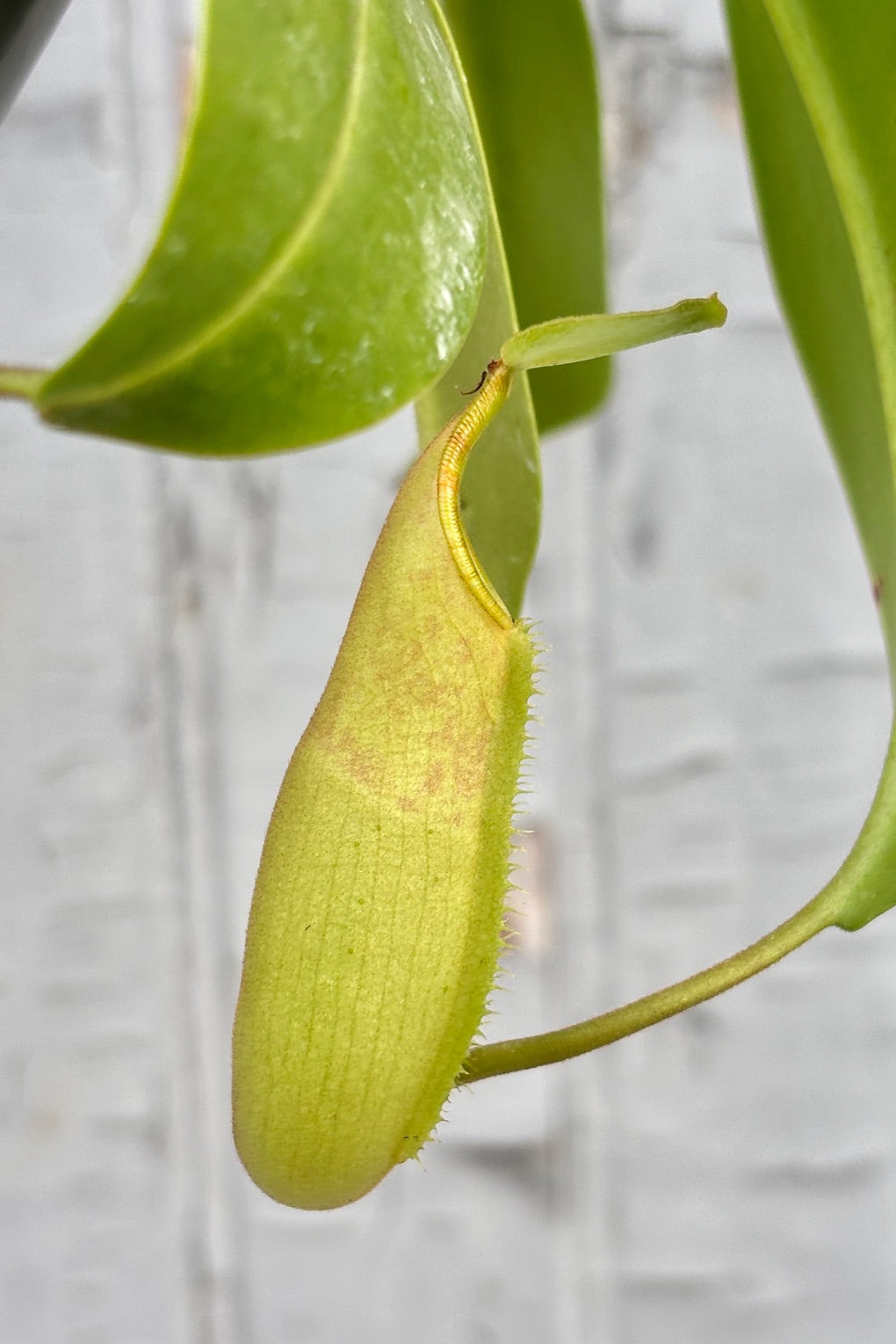 Close up of Nepenthes "pitcher" growth against a grey wall.  ©Sprout Home 