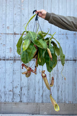 Photo of a Nepenthes pitcher plant. A hand with a gray jacket sleeve is shown holding the hanging pot. The leaves are long and down-facing green with tube-shaped green pitchers mottled with red. The plant is photographed against a gray wood wall.