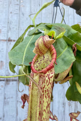 Photo of a Nepenthes pitcher plant. A hand with a gray jacket sleeve is shown holding the hanging pot. The leaves are long and down-facing green with tube-shaped green pitchers mottled with red. The plant is photographed against a gray wood wall.